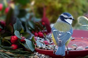 Bei Minustemperaturen Die Heimischen Vogel Im Garten Futtern